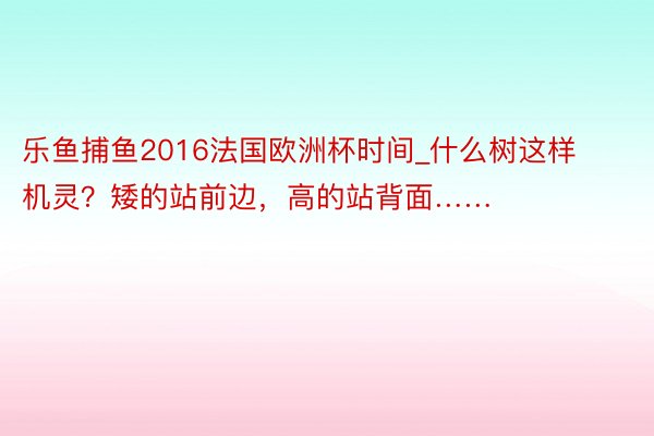 乐鱼捕鱼2016法国欧洲杯时间_什么树这样机灵？矮的站前边，高的站背面……